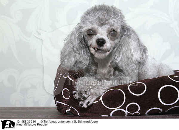lying Miniature Poodle / SS-33210