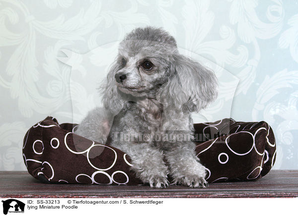 lying Miniature Poodle / SS-33213