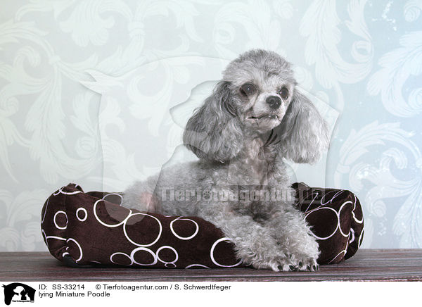 lying Miniature Poodle / SS-33214