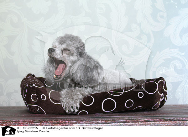 lying Miniature Poodle / SS-33215