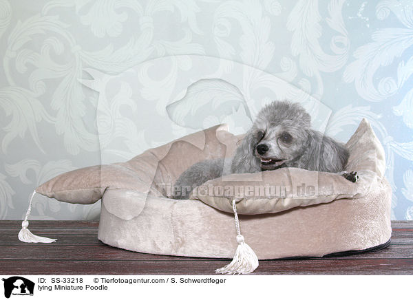 lying Miniature Poodle / SS-33218