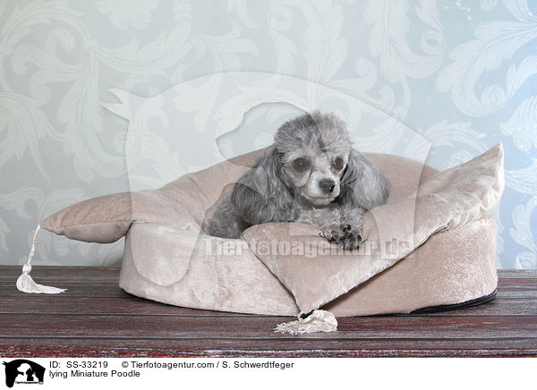 lying Miniature Poodle / SS-33219