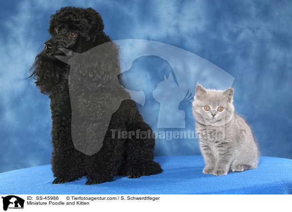 Miniature Poodle and Kitten / SS-45986