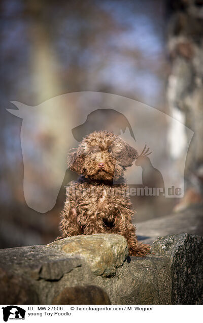 junger Zwergpudel / young Toy Poodle / MW-27506
