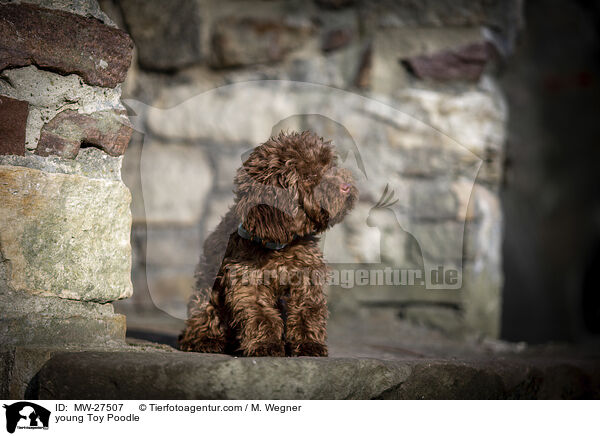 junger Zwergpudel / young Toy Poodle / MW-27507