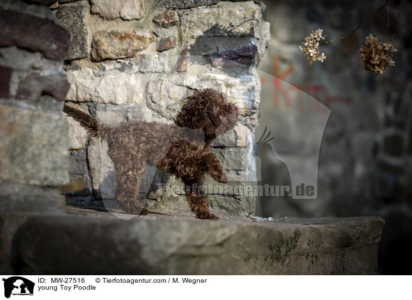 junger Zwergpudel / young Toy Poodle / MW-27516