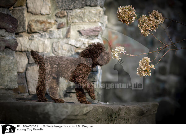 junger Zwergpudel / young Toy Poodle / MW-27517