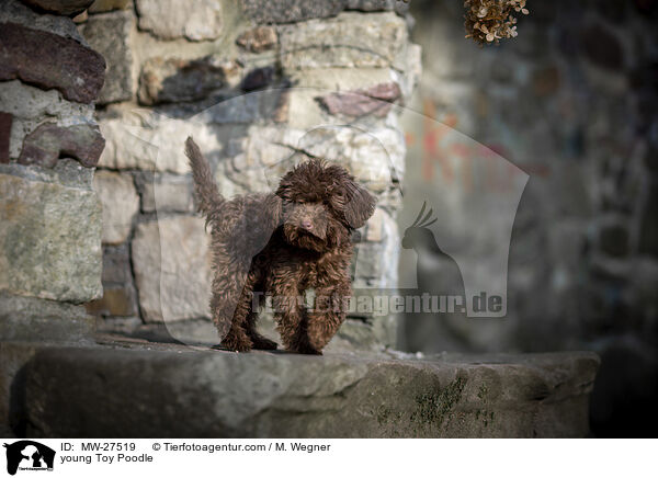 junger Zwergpudel / young Toy Poodle / MW-27519