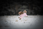 jumping Toy Poodle