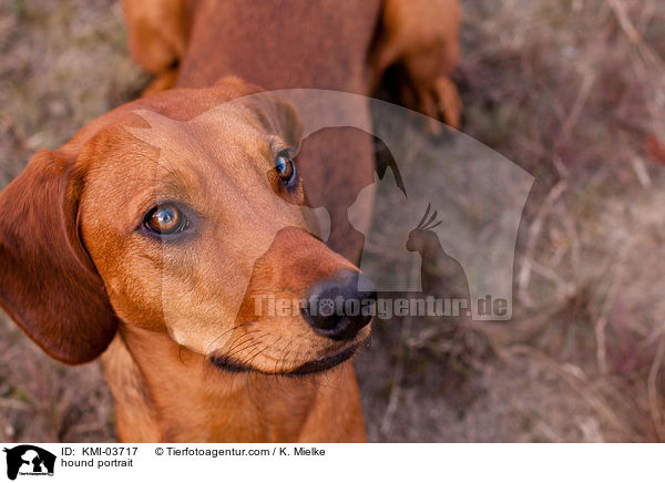 hound portrait / KMI-03717