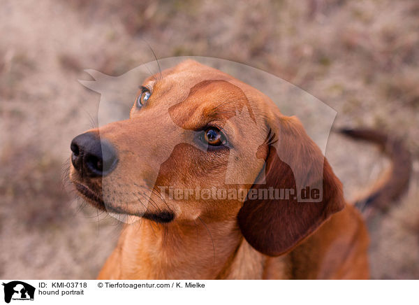 hound portrait / KMI-03718