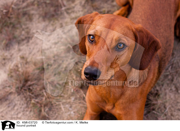 hound portrait / KMI-03720