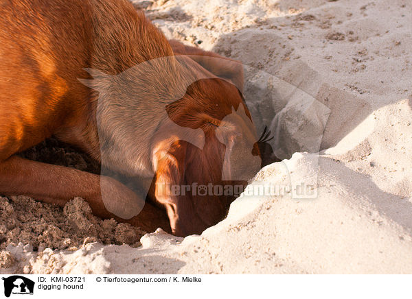 digging hound / KMI-03721