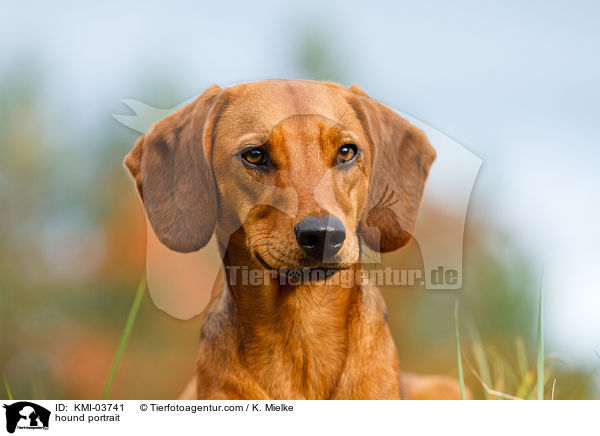 hound portrait / KMI-03741