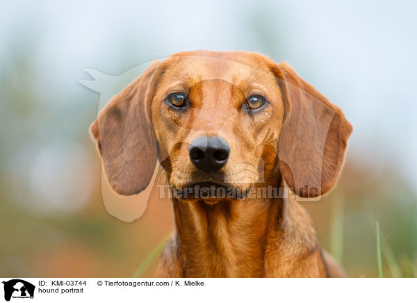 hound portrait / KMI-03744