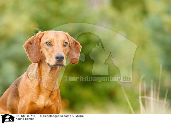 hound portrait / KMI-03748