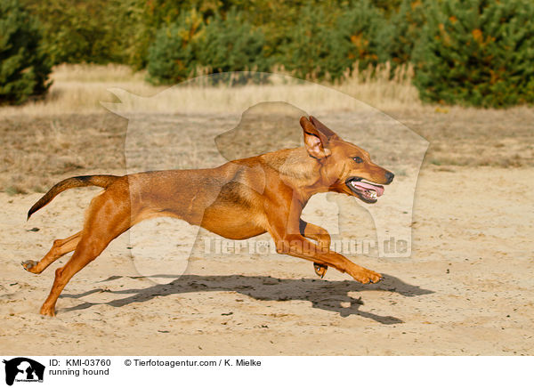 running hound / KMI-03760