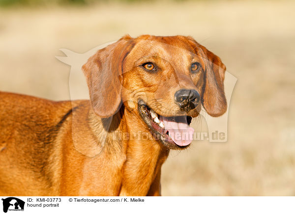 hound portrait / KMI-03773
