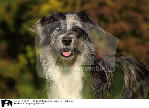 Waeller Sheepdog Portrait / JH-10391