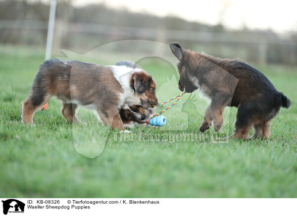 Wller Welpen / Waeller Sheepdog Puppies / KB-08326