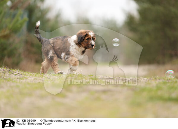 Waeller Sheepdog Puppy / KB-08699