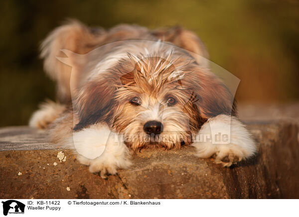 Waeller Puppy / KB-11422
