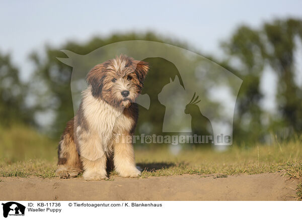 Waeller Puppy / KB-11736