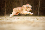 running Waeller Sheepdog
