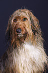 Waeller Sheepdog Portrait