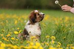 Waeller Sheepdog Puppy