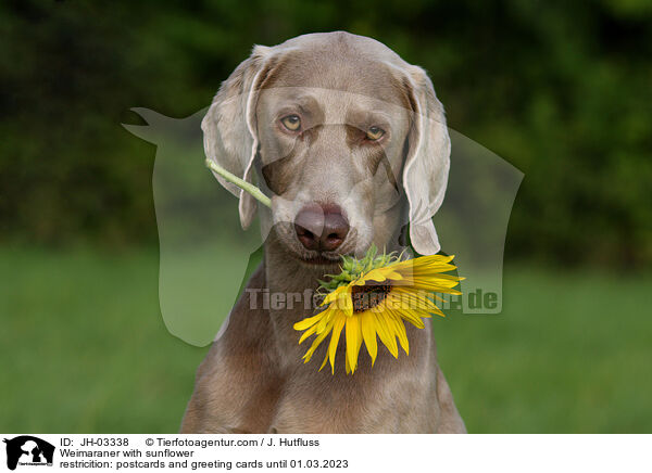 Weimaraner with sunflower / JH-03338