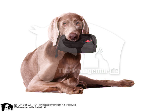 Weimaraner with first-aid kit / JH-08592