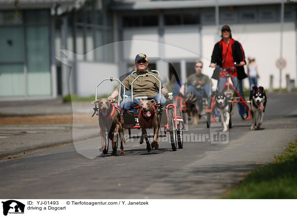 driving a Dogcart / YJ-01493