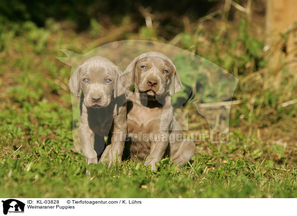 Weimaraner Puppies / KL-03828