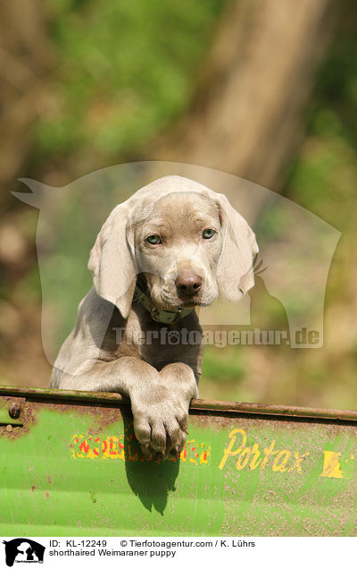 shorthaired Weimaraner puppy / KL-12249