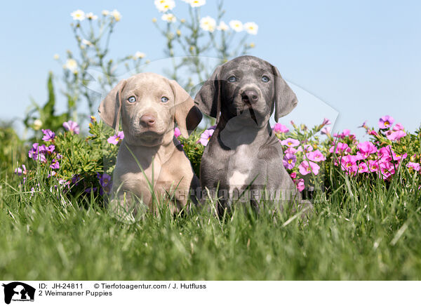 2 Weimaraner Puppies / JH-24811