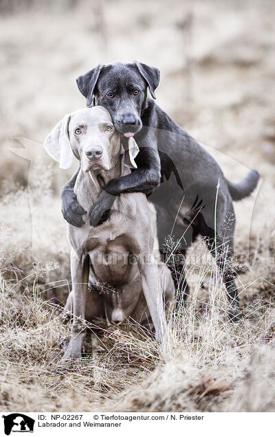 Labrador and Weimaraner / NP-02267