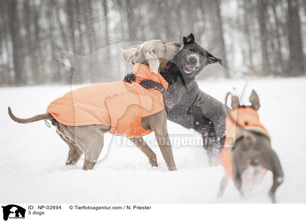 3 dogs / NP-02694
