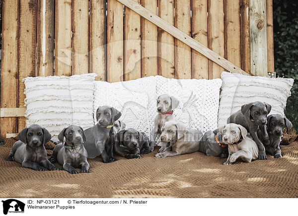 Weimaraner Puppies / NP-03121