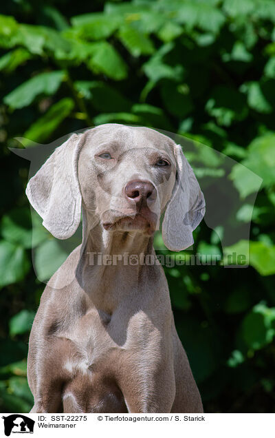 Weimaraner / SST-22275