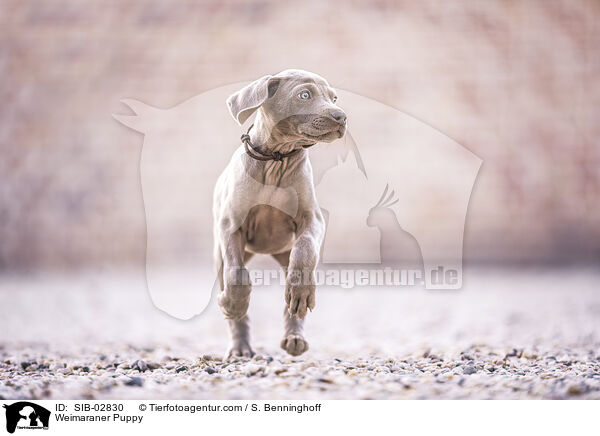 Weimaraner Puppy / SIB-02830