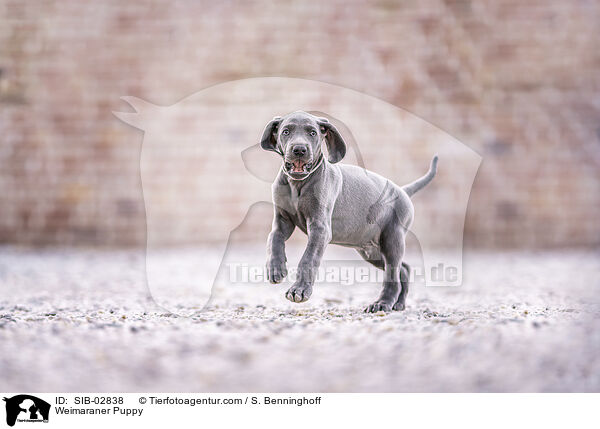 Weimaraner Puppy / SIB-02838