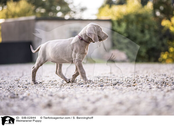 Weimaraner Puppy / SIB-02844