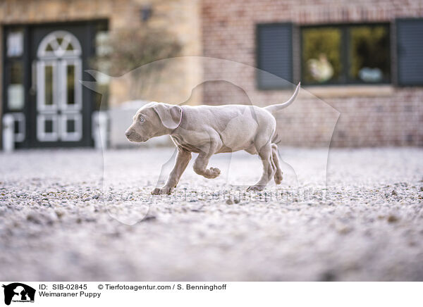 Weimaraner Puppy / SIB-02845