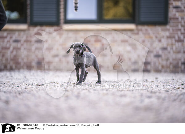 Weimaraner Puppy / SIB-02848