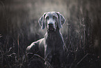 lying Weimaraner