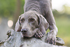 male Weimaraner