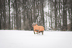 male Weimaraner