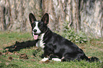 Welsh Corgi Cardigan