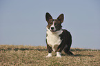 standing Welsh Corgi Cardigan